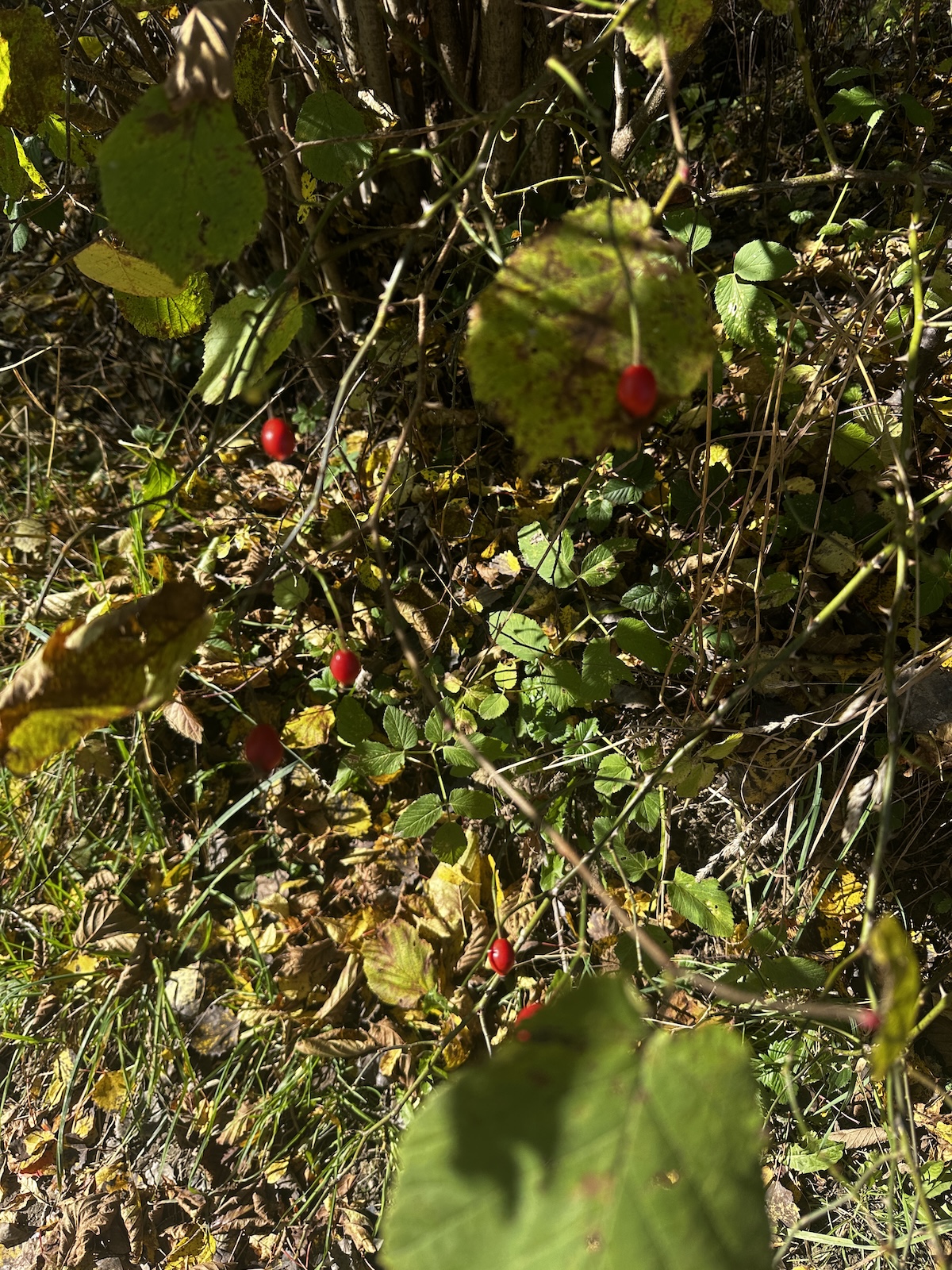 IMG_6851.JPG