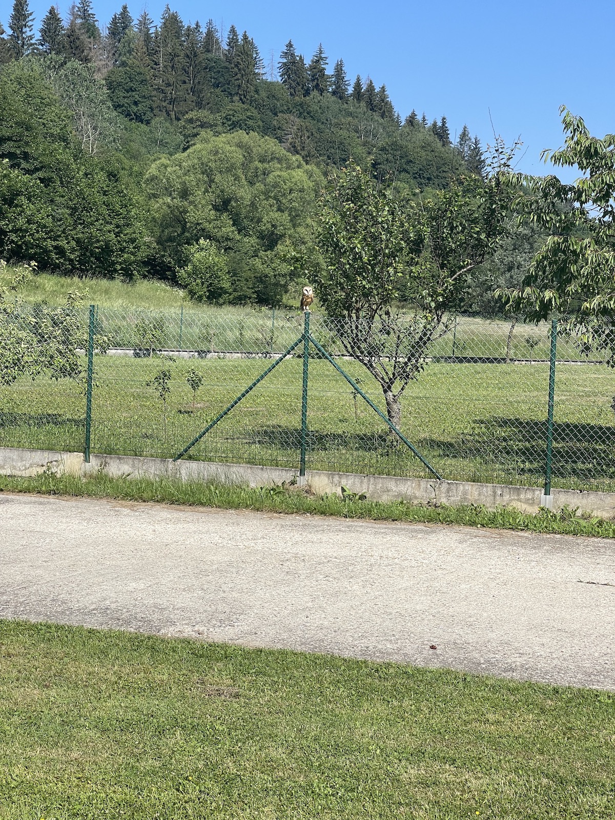 IMG_6617.jpeg