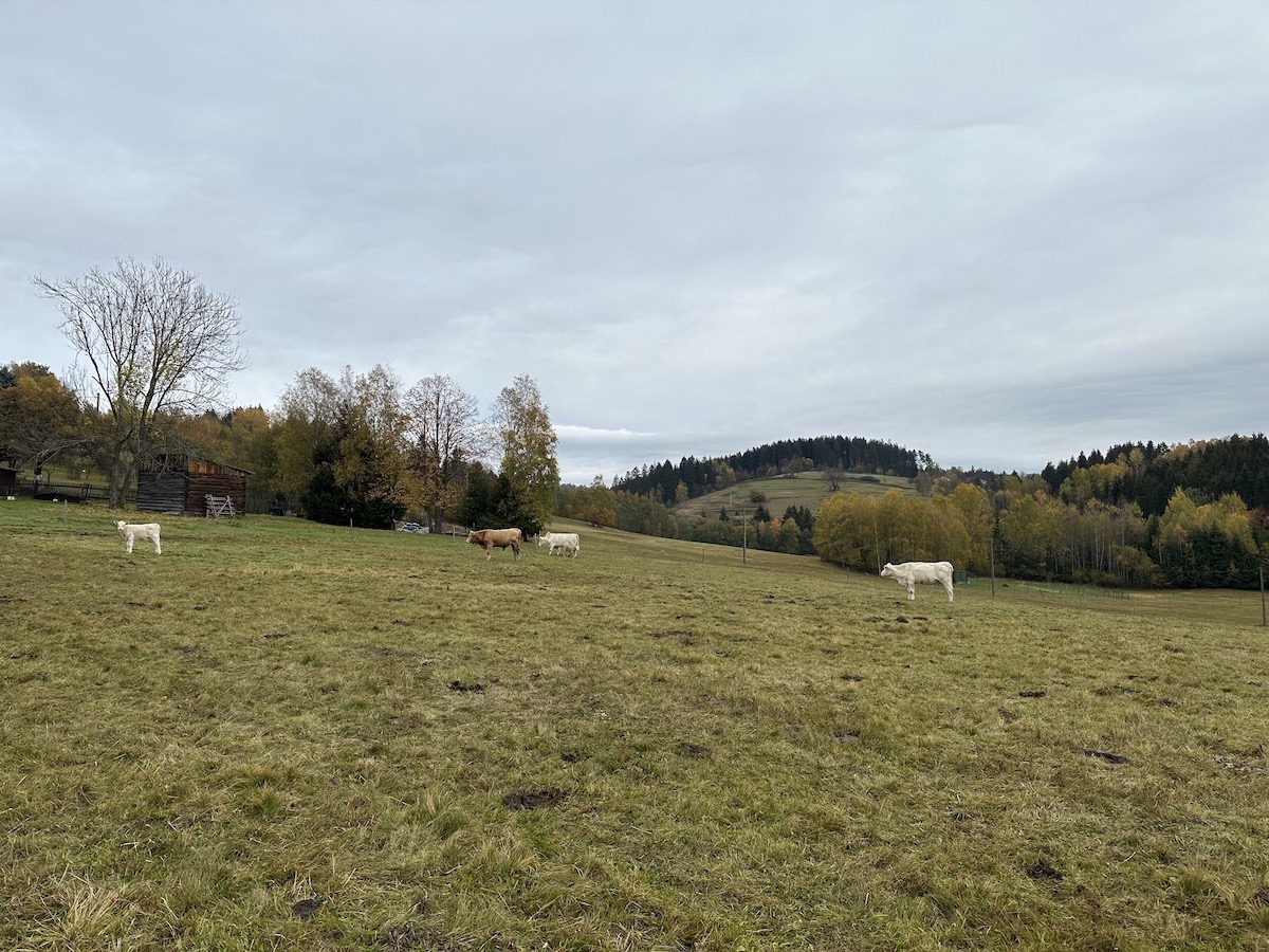 IMG_9868.jpeg