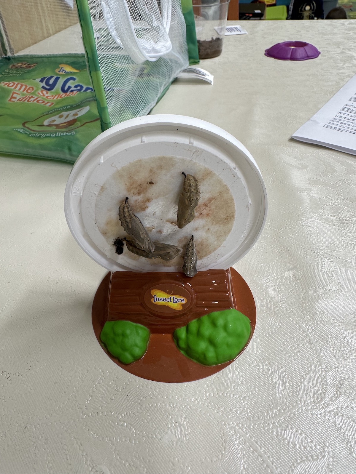 IMG_5287.jpeg